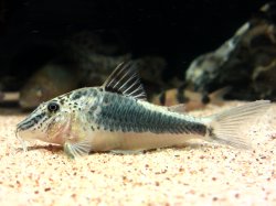 Corydoras semiaquilus - Click for species page