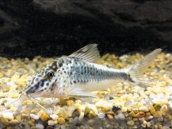 Corydoras semiaquilus