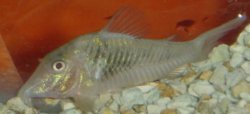 Corydoras semiaquilus