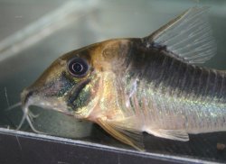 Corydoras serratus