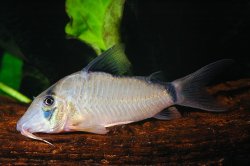 Corydoras simulatus