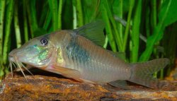 Corydoras simulatus