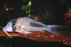 Corydoras solox