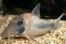 Corydoras solox