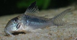 Corydoras solox