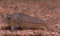 Corydoras sp. (C024) - Click for species page