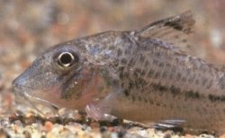 Corydoras sp. (C024)