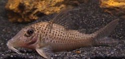 Corydoras sp. (C028) - Click for species page