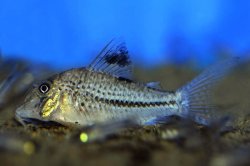 Corydoras sp. (C042)