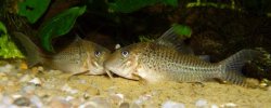 Corydoras sp. (C042)