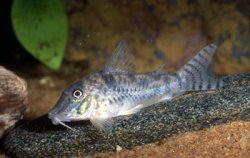 Corydoras sp. (C099)