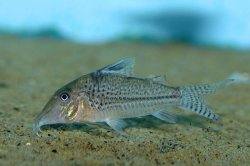 Corydoras sp. (C109)