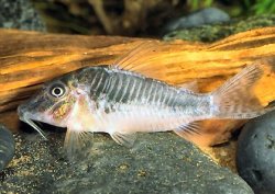 Corydoras sp. (C127) - Click for species page