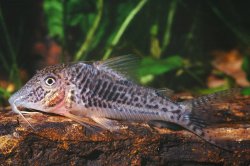 Corydoras sp. (C127)