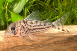 Corydoras sp. (C155)