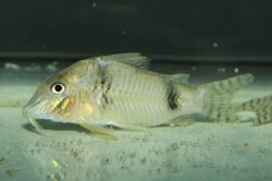 Corydoras sp. (Cw012)