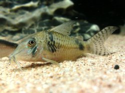 Corydoras sp. (Cw012)