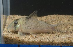 Corydoras sp. (Cw053)