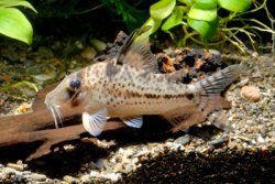 Corydoras sp. (Cw055)