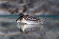 Corydoras sp. (Cw066)