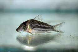 Corydoras sp. (Cw066)