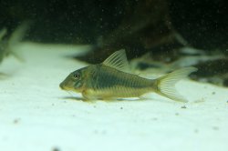 Corydoras sp. (Cw080) - Click for species page