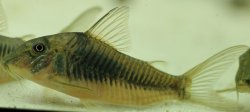 Corydoras sp. (Cw080)