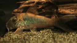 Corydoras sp. (Cw080)