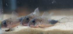 Corydoras sp. (Cw118)