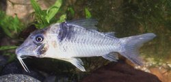 Corydoras sp. (C038) - Click for species page