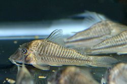 Corydoras sp. (C145) - Click for species page