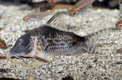 Corydoras sp. (Cw120) - Click for species page