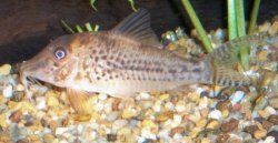 Corydoras vittatus