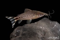 Dianema urostriatum