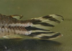 Dianema urostriatum
