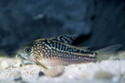 Gastrodermus elegans