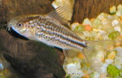 Gastrodermus elegans