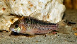 Gastrodermus elegans