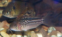 Gastrodermus elegans
