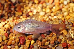 Gastrodermus elegans