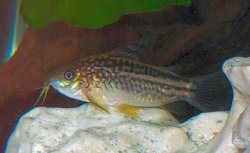 Gastrodermus elegans