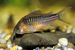 Gastrodermus elegans