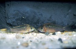 Gastrodermus elegans