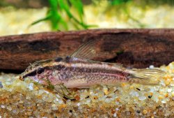Gastrodermus gracilis - Click for species page
