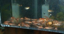 Gastrodermus gracilis
