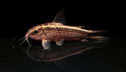 Gastrodermus gracilis