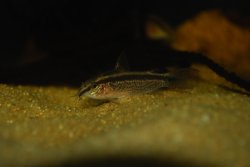 Gastrodermus gracilis