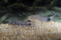 Gastrodermus guapore