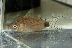 Gastrodermus guapore