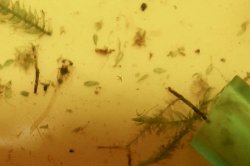 Gastrodermus guapore